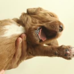 Goldendoodles from Austin Doodle Ranch