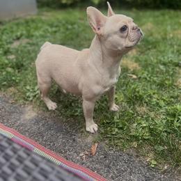 Chanel - French Bulldog