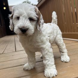 Sparrow - Parti male Goldendoodle puppy in Florence, South Carolina from Candy Doodles