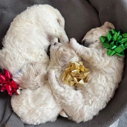 Bichon Frise puppies from Peg's Bichons