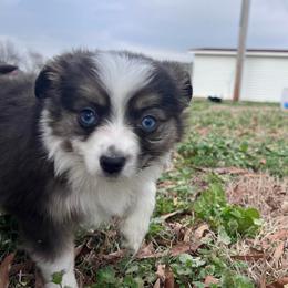 Blinky - Red tri female Toy Australian Shepherd puppy in Medina, Tennessee from Fly Farms