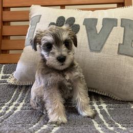 Miniature Schnauzer Puppies from Schnauzers on Robinson Lane