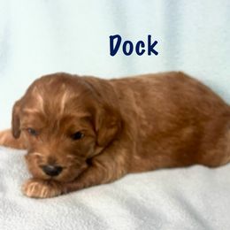 Boy 2 - male Australian Labradoodle puppy in Austin, Texas from AussieTex Labradoodles