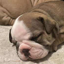 Bulldogs, French Bulldogs, and Yorkshire Terriers from Carolina Bred Kennels