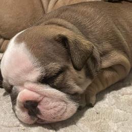 Bulldogs, French Bulldogs, and Yorkshire Terriers from Carolina Bred Kennels