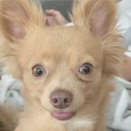 Quincy - Chihuahua