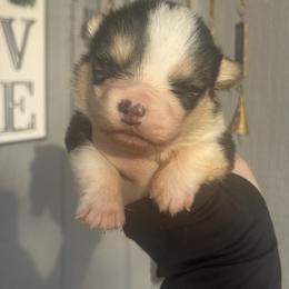 Huckleberry - Black and tan male Pembroke Welsh Corgi puppy in East Oakdale, California from Rhettro Kennels
