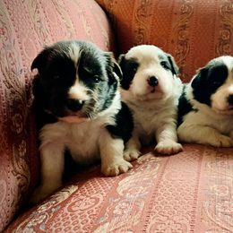 Border Collie Puppies from Beloved Border Collies