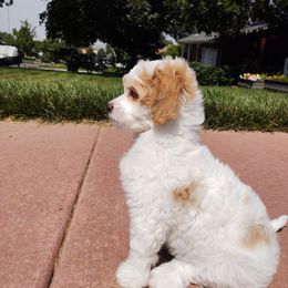 Cavapoo Puppies from California Doodles (central coast)