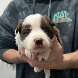 Boy 4 - Red male Border Collie puppy in Memphis, New York from Dual Traxx Border Collies