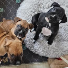 Boxer puppies from Miles High Boxers