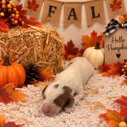 Red boy - Parti male Goldendoodle puppy in Waskom, Texas from Pearls & Curls doodles & poodles