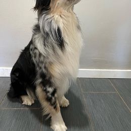 Australian Shepherd All Grown Up from K & R Australian Shepherds