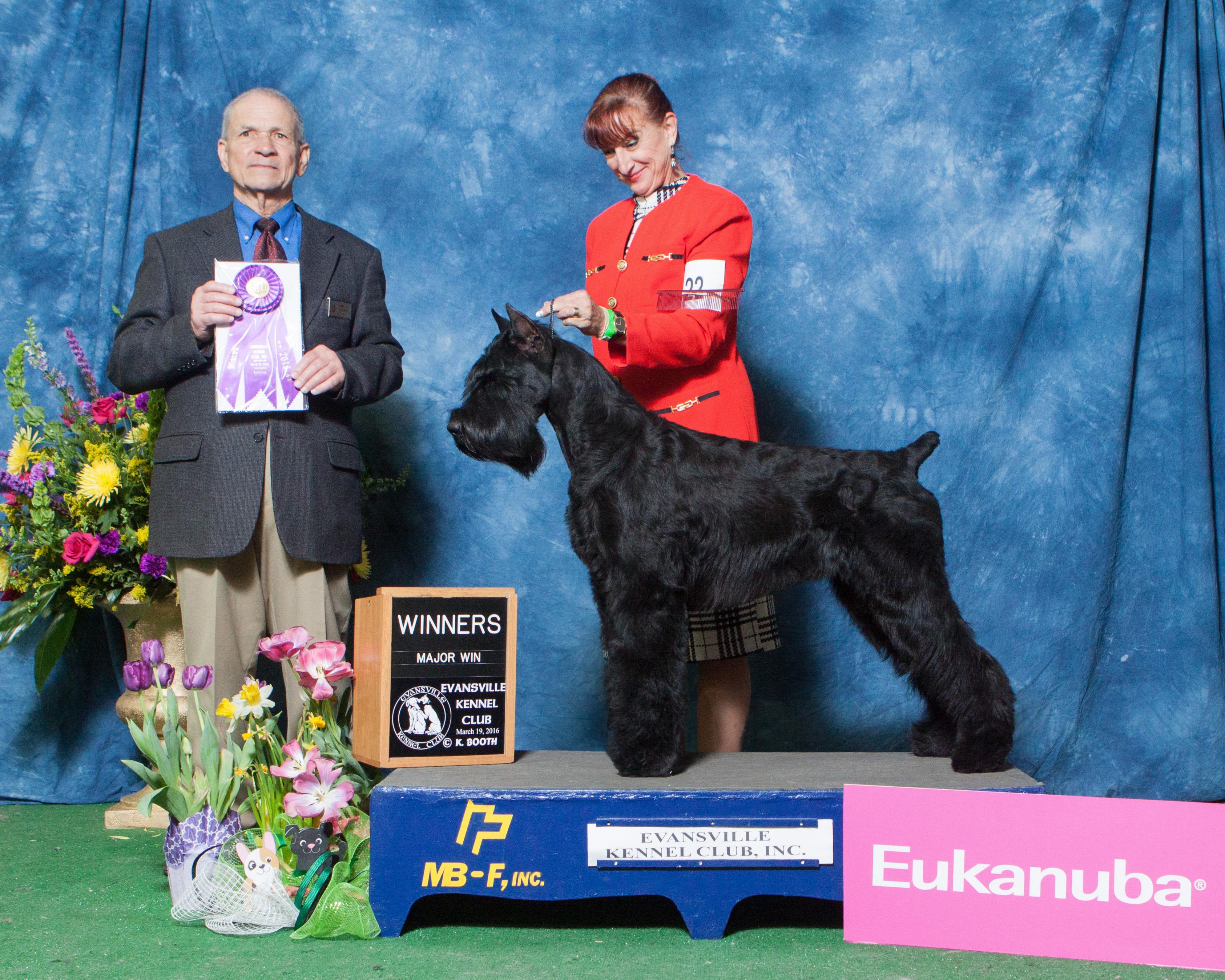 Wetbeard Giant Schnauzers in New York Giant Schnauzer puppies Good Dog
