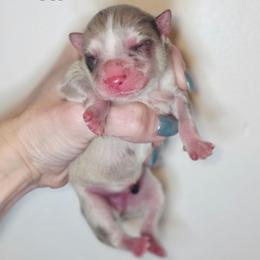 D'artagnon - Merle male Pomsky puppy in Christiana, Tennessee from Smoky Mountain Pomskies