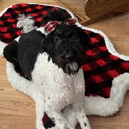 Coot - Poodle