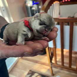Red - White male Pug puppy in Tacoma, Washington from Glamour pugs
