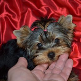 Yorkshire Terrier Puppies from Mirage Yorkies