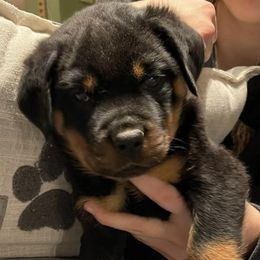 Rottweilers from D&K Rottweilers