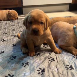 Girl 5 - Yellow female Labrador Retriever puppy in Denton, Maryland from Amber's Labrador Retrievers
