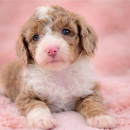 Pink - Brown and white female Aussiedoodle puppy in Byron, Georgia from Southern Olive Doodles 🫒