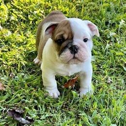 Bulldog Puppies from Moffitt Bulldogs