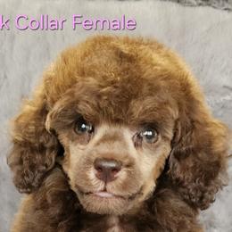 Pink collar - Sable female Poodle puppy in Poplar Grove, Illinois from Awesome Paws