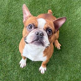 Draco - Red male Boston Terrier puppy in Rosston, Arkansas from Green Acre Boston Terriers