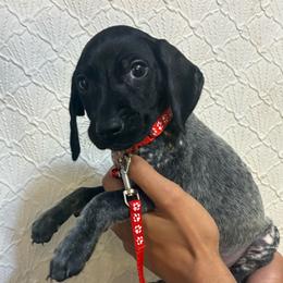 Red boy - Black roan male German Shorthaired Pointer puppy in Morley, Michigan from Winsome Farm