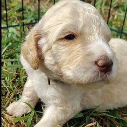 Green collar - Cream male Goldendoodle puppy in Willow Springs, Missouri from Todd Family Homestead