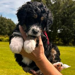 Chai - Tri-color female Bernedoodle puppy in St. James, Missouri from Backwoods Bernedoodles
