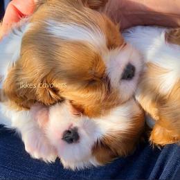 Cavalier King Charles Spaniel Puppies from Ikkes Cavaliers