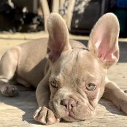 Simba - Blue fawn French Bulldog puppy in Tracy, California from EST Kennels