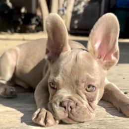 Simba - Blue fawn French Bulldog puppy in Tracy, California from EST Kennels