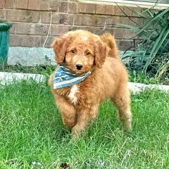 Blue Collar Male - Red male Double Doodle puppy in Killeen, Texas from Parrish Precious Ones Texas