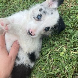 Border Collie Puppies from DreamOn Border Collies