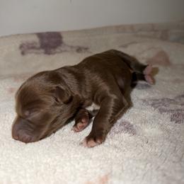Thumper - Red & white male Australian Shepherd puppy in Windsor, New York from Double B Aussies