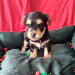 Girl 2 - Black and gold female Yorkshire Terrier puppy in St. Louis, Missouri from Yorkieville Kennel