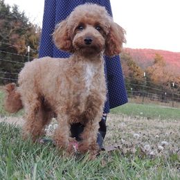 Isabelle - Poodle