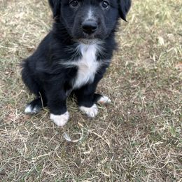 Waldo (Boy 6) - Australian Shepherd puppy from H3 Aussies