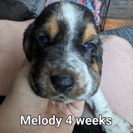 Melody - Black brown and white Basset Hound puppy in Cardington, Ohio from Buckeye Bassets 419