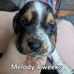 Melody - Black brown and white Basset Hound puppy in Cardington, Ohio from Buckeye Bassets 419