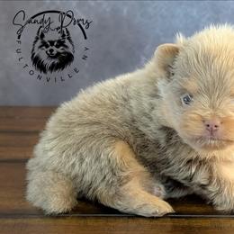 Gelato - Lavender male Pomeranian puppy in Fultonville, New York from Sandy Aussies & Pomeranians
