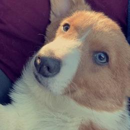 Pembroke Welsh Corgis from Southside Pembroke Welsh Corgis