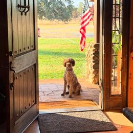 Sophie - Goldendoodle