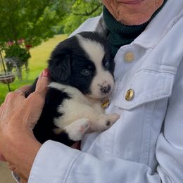 Willow - Australian Shepherd