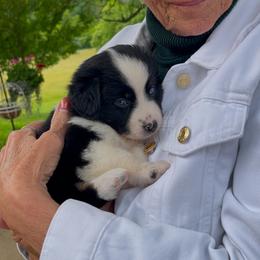 Willow - Australian Shepherd