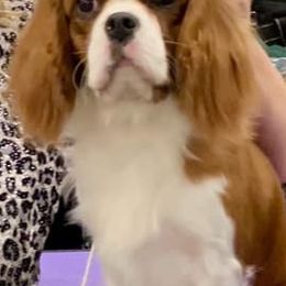 Cavalier King Charles Spaniel All Grown Up from Evera True Spaniels by Michele True