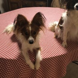Tucker - Papillon
