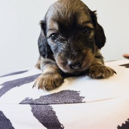 Tater 3500 - Cream male Dachshund puppy in Sylvania, Alabama from Yancey’s Doxies